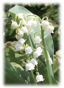 muguet2.jpg